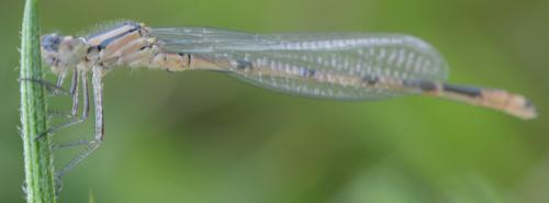 Enallagma cyathigerum